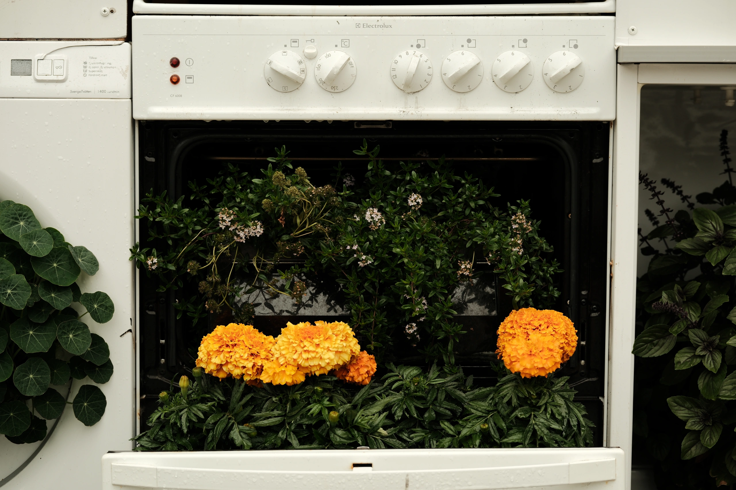 Plants and orange flowers arranged inside an old oven