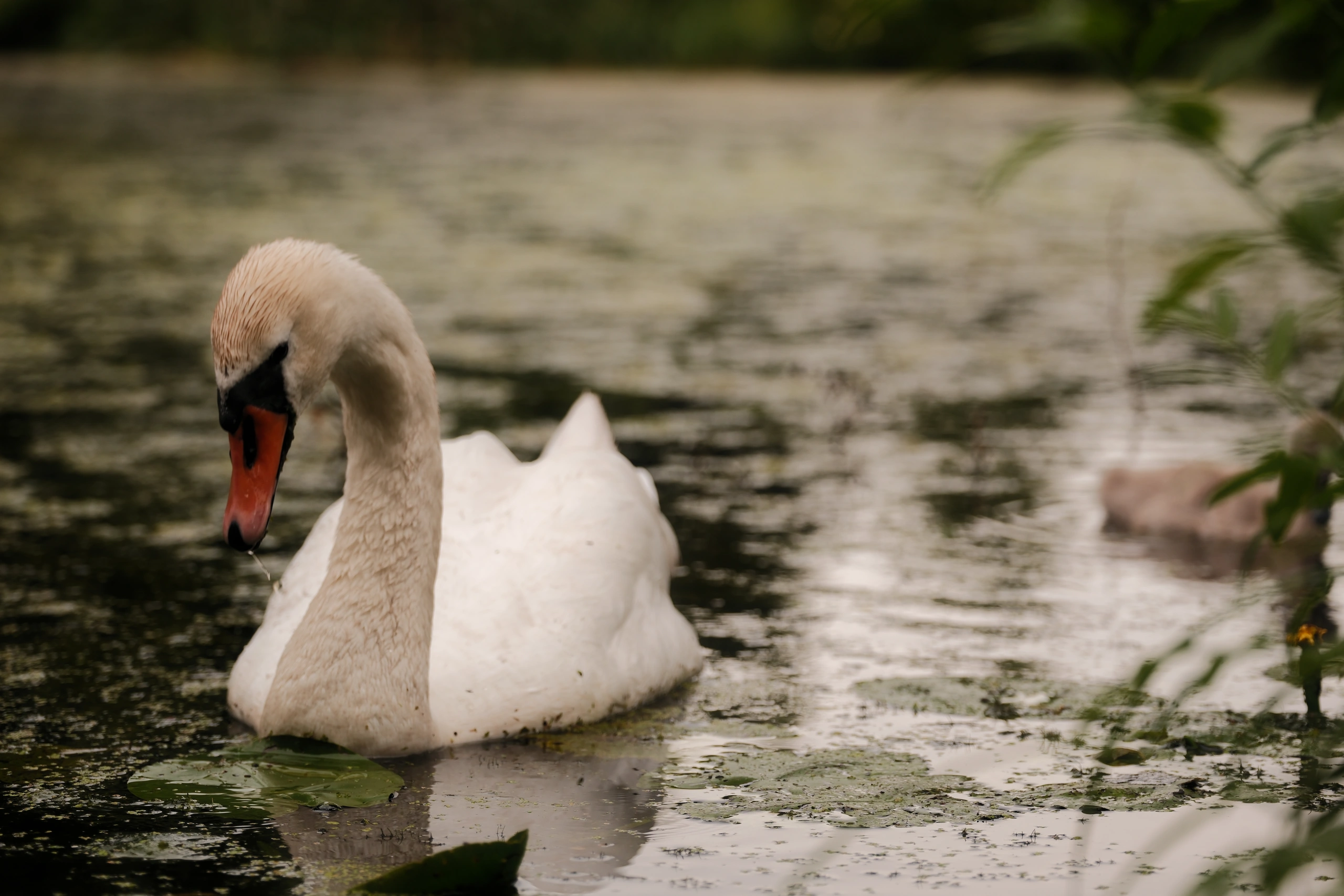 White swan in a lake