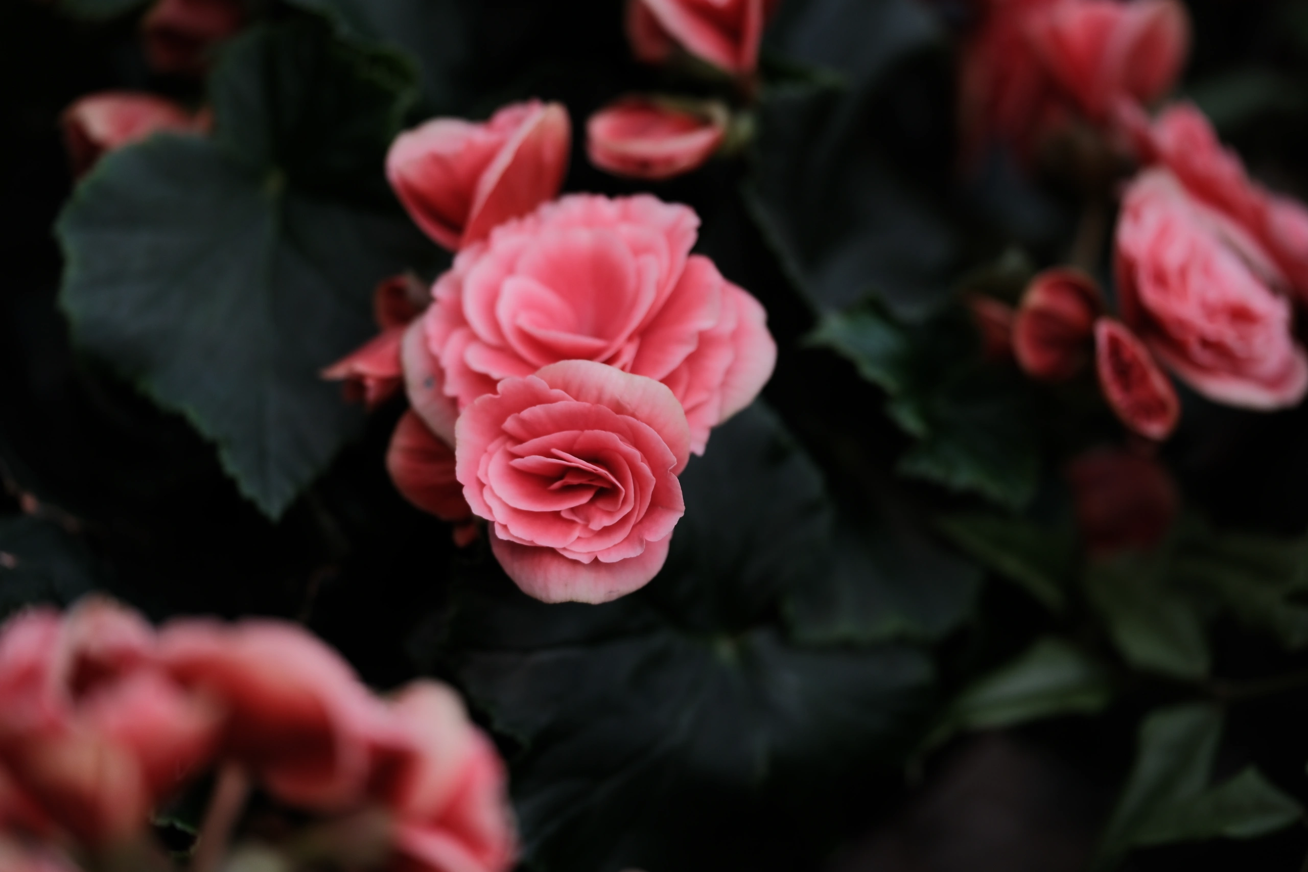 Pink begonia between green leaves