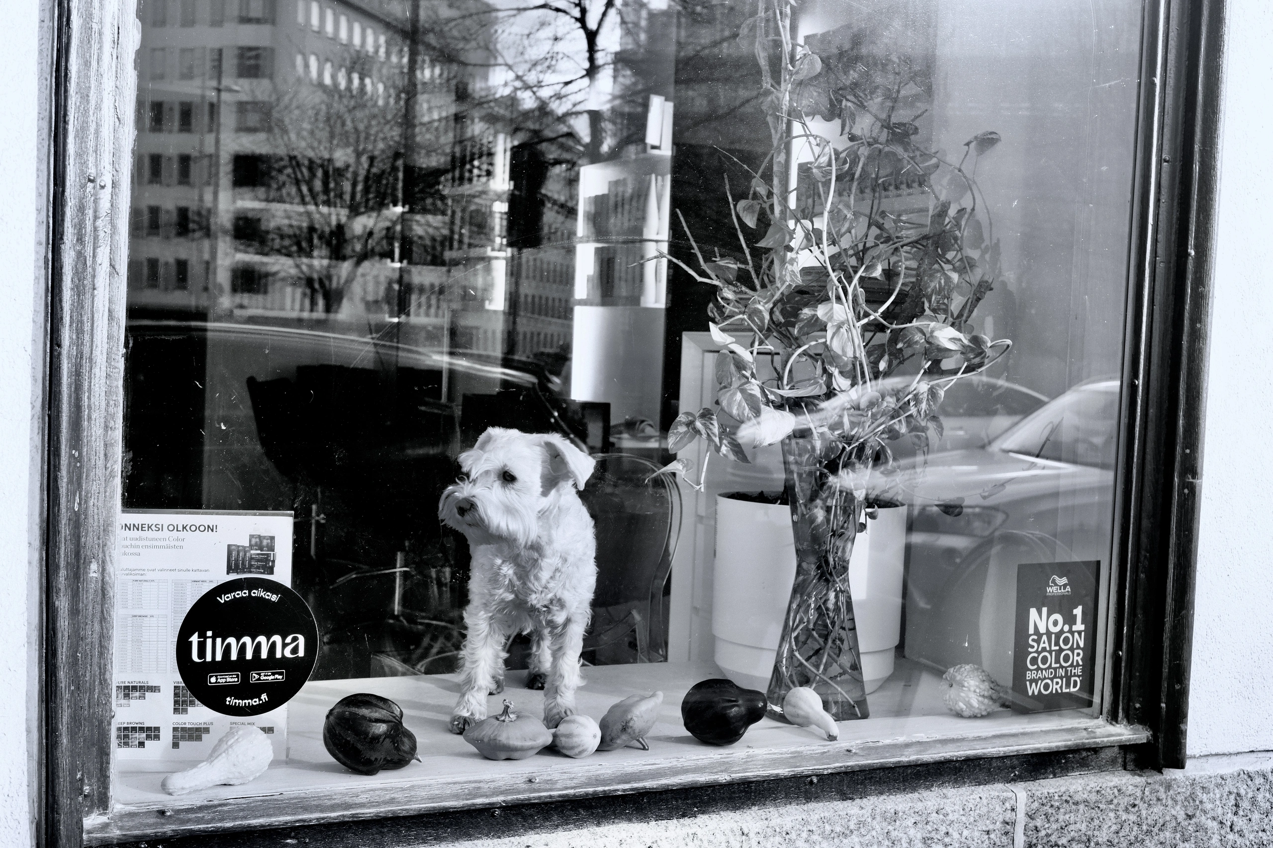Small dog standing among objects in a shop window